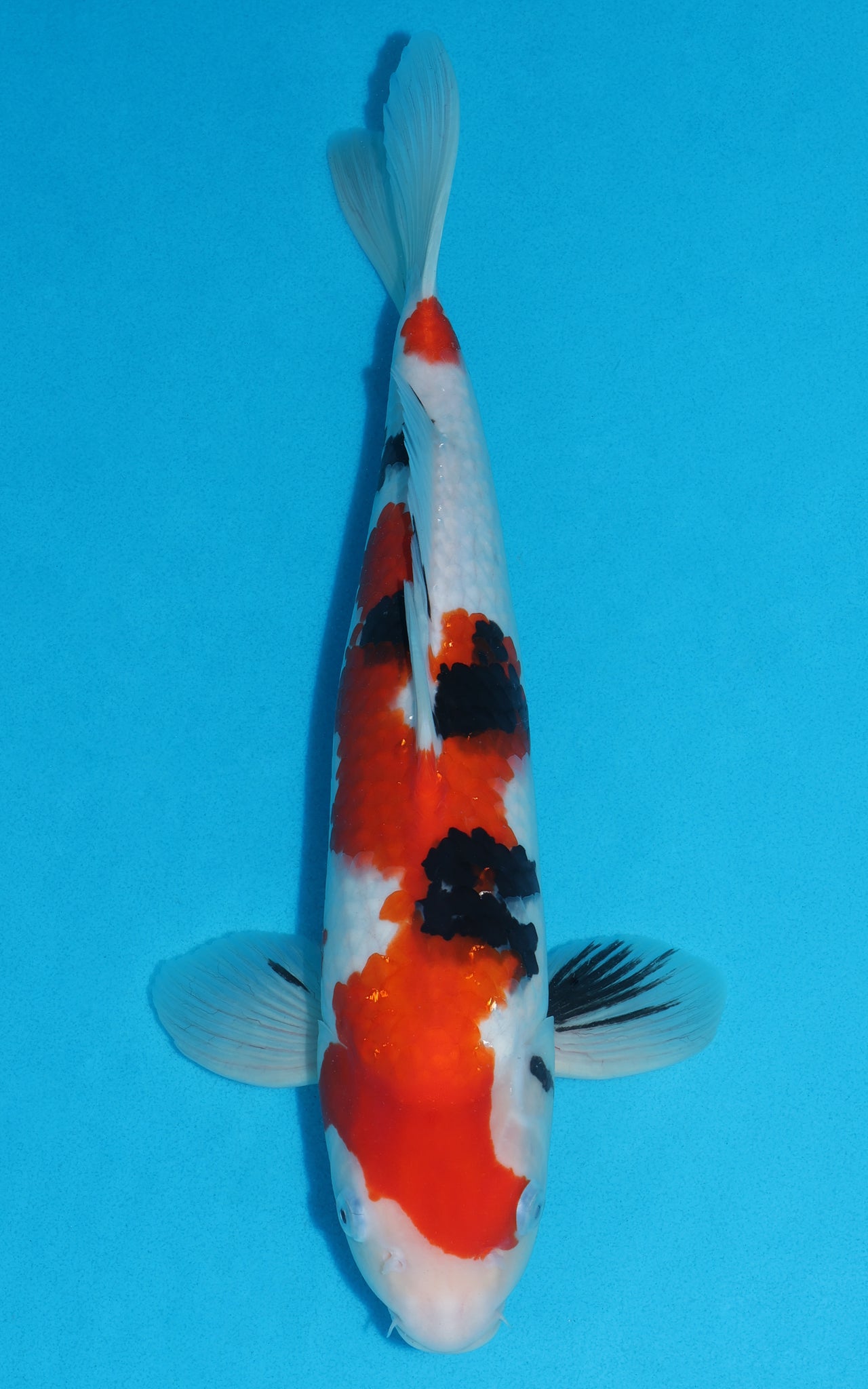 Sanke - 40cm REF:29004