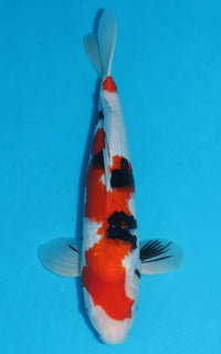 Thumbnail for Sanke - 40cm REF:29004