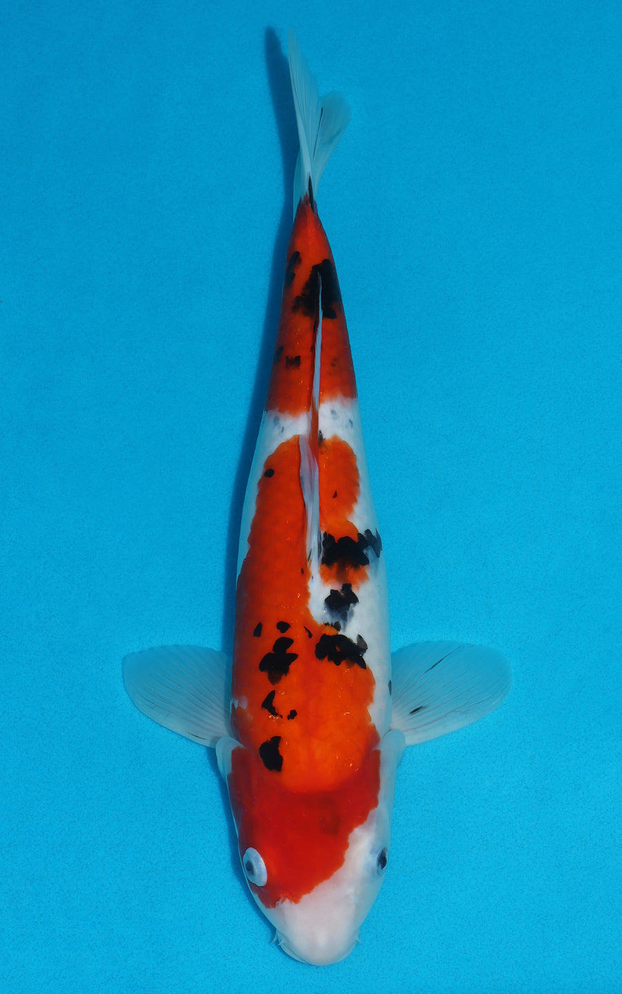 Sanke - 40cm REF:29012