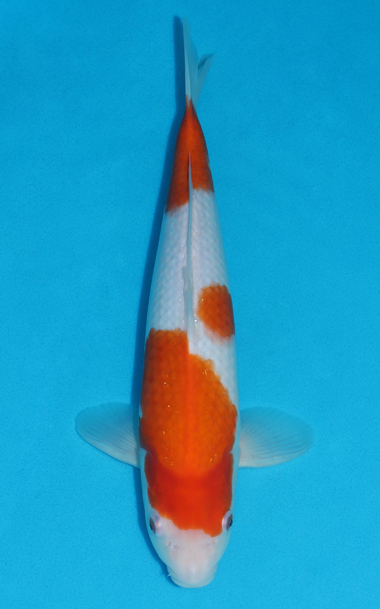 Kohaku - 39cm REF:29017