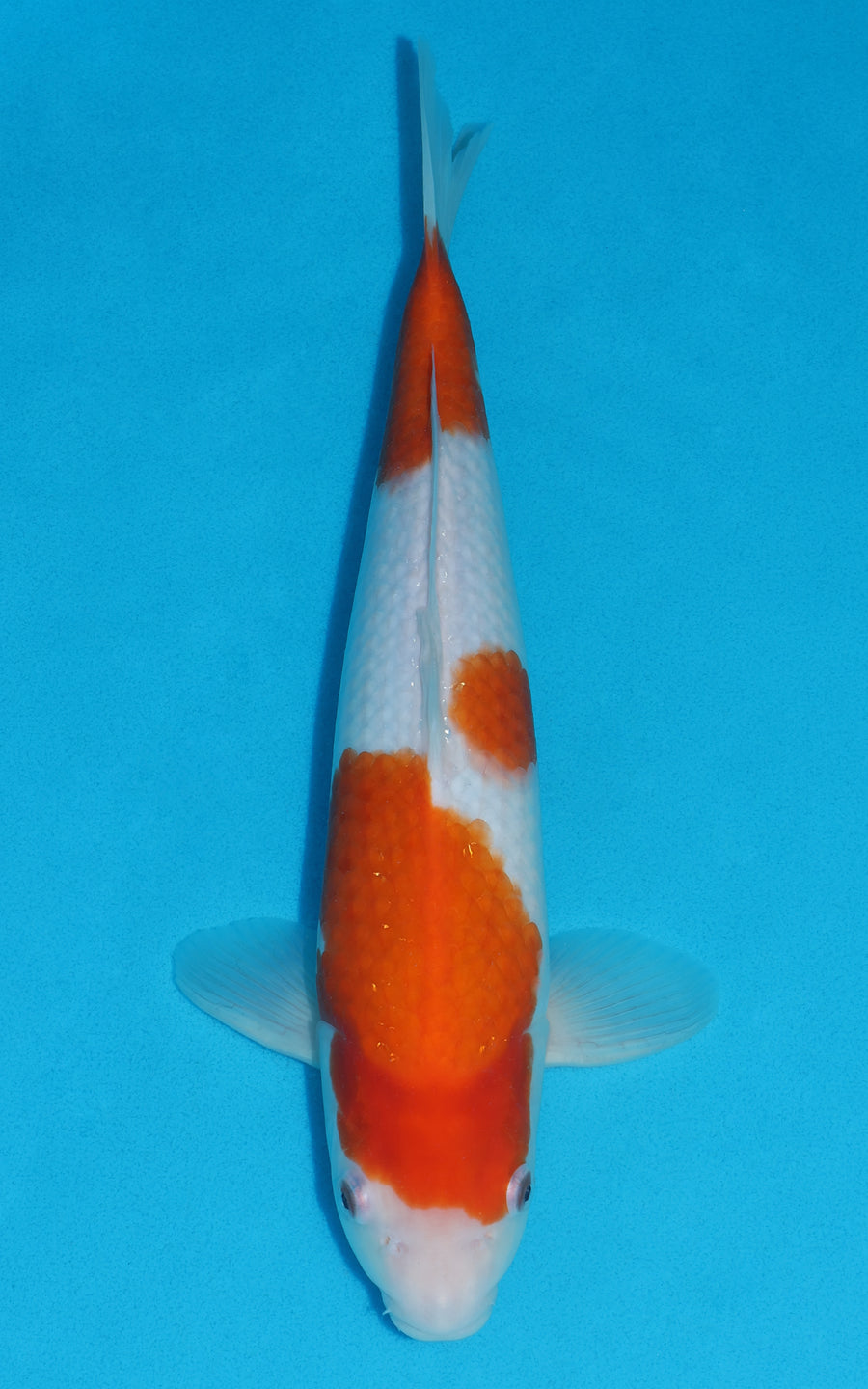Kohaku - 39cm REF:29017