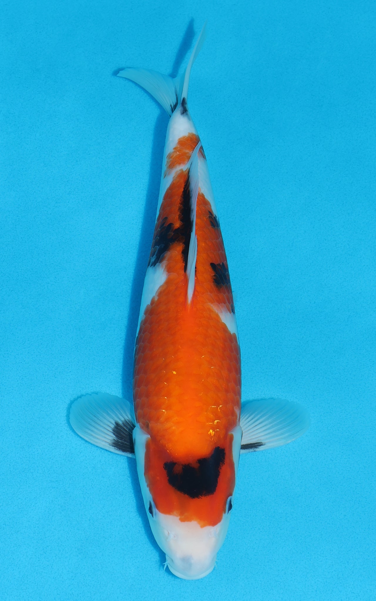 Showa - 33cm REF:19518