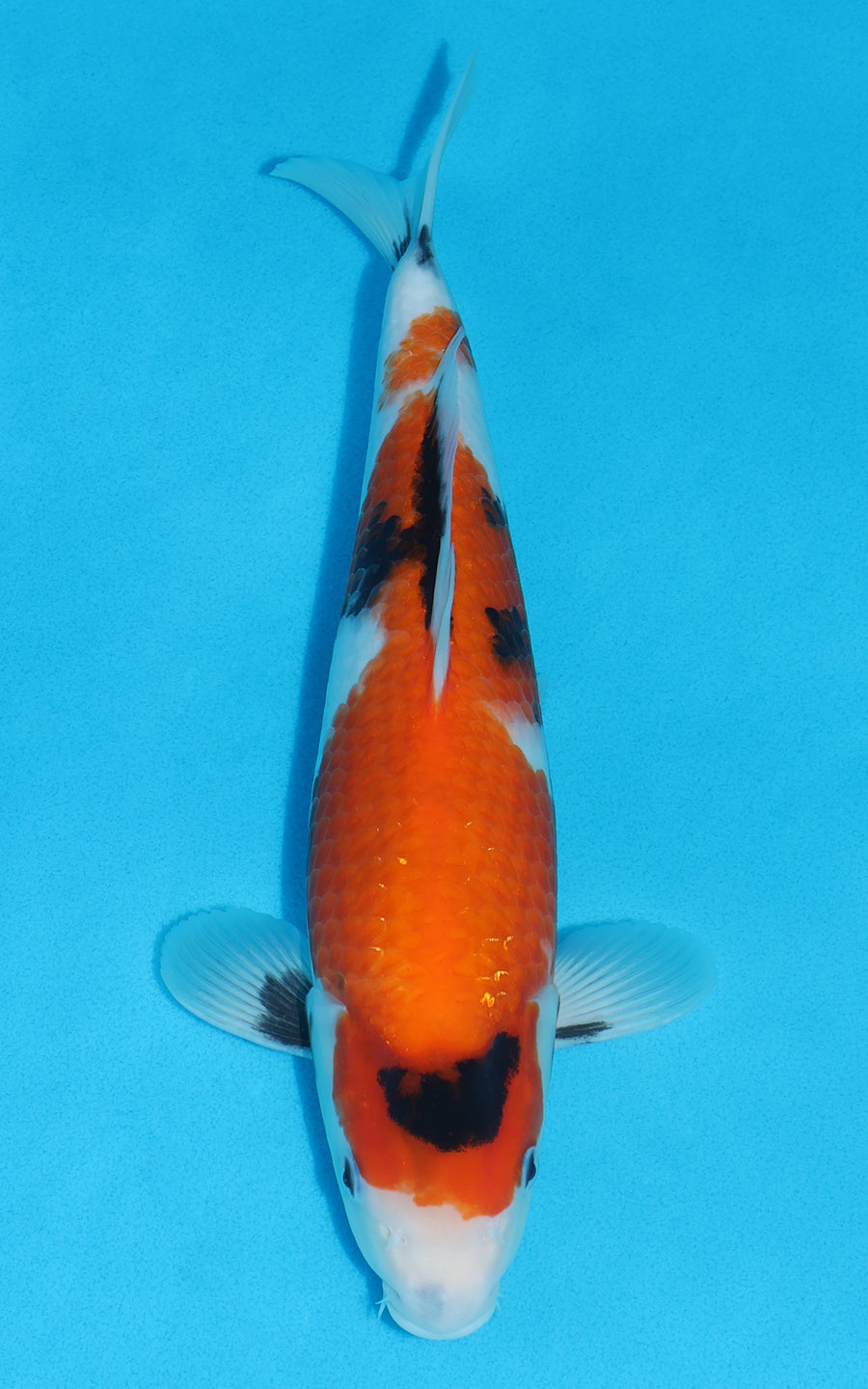 Showa - 33cm REF:19518