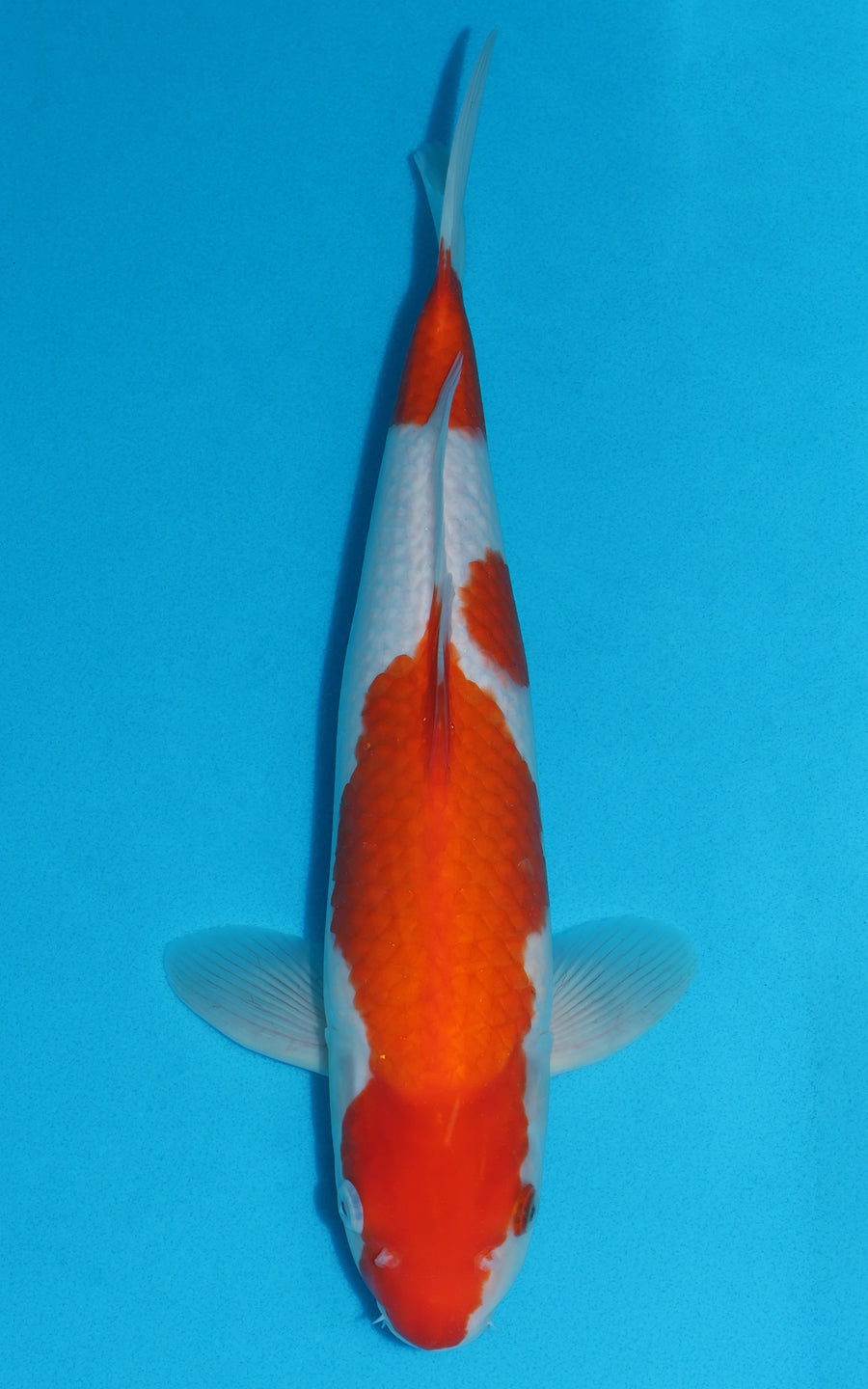 Kohaku - 41cm REF:29006
