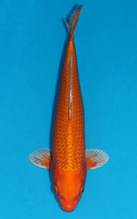 Thumbnail for Orenji Ogon - 39cm REF:29067