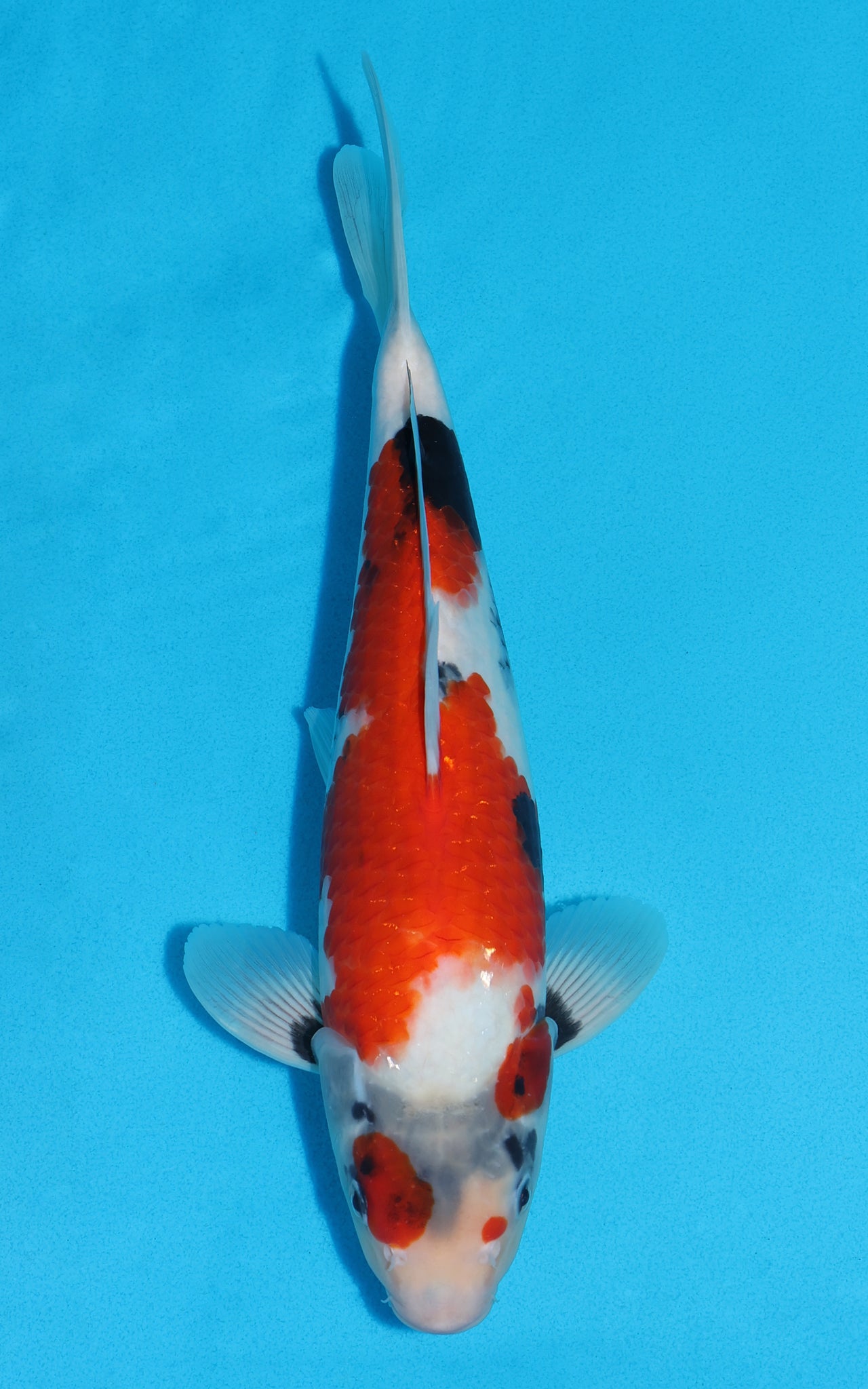 Showa - 33cm REF:19521