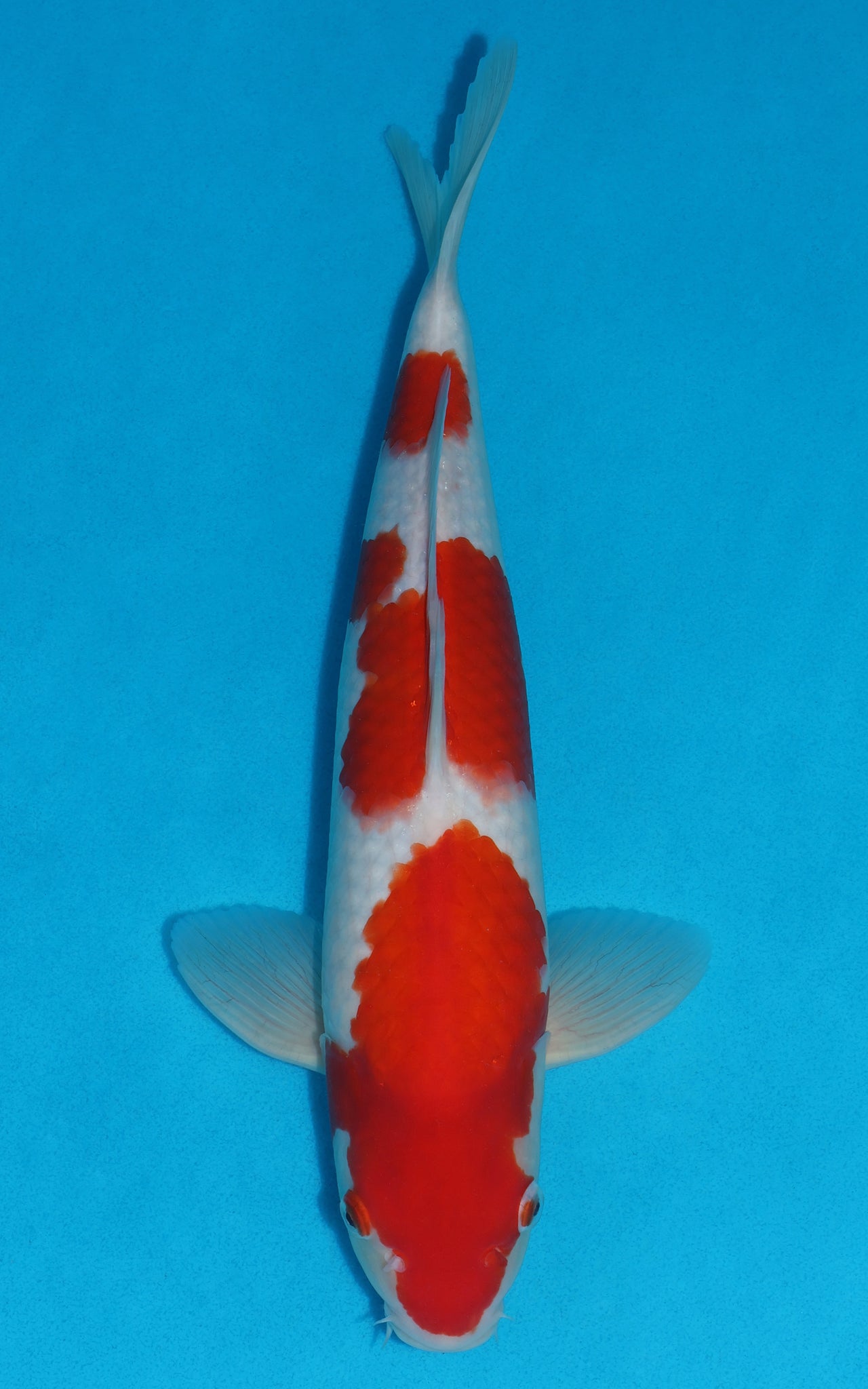 Kohaku - 40cm REF:29008