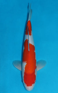 Thumbnail for Kohaku - 39cm REF:29059