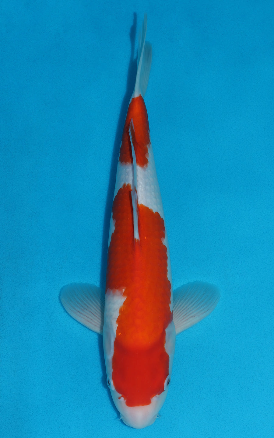 Kohaku - 39cm REF:29059
