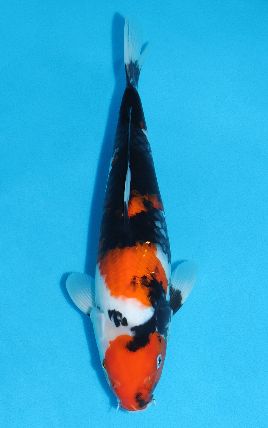 Showa - 34cm REF:19523