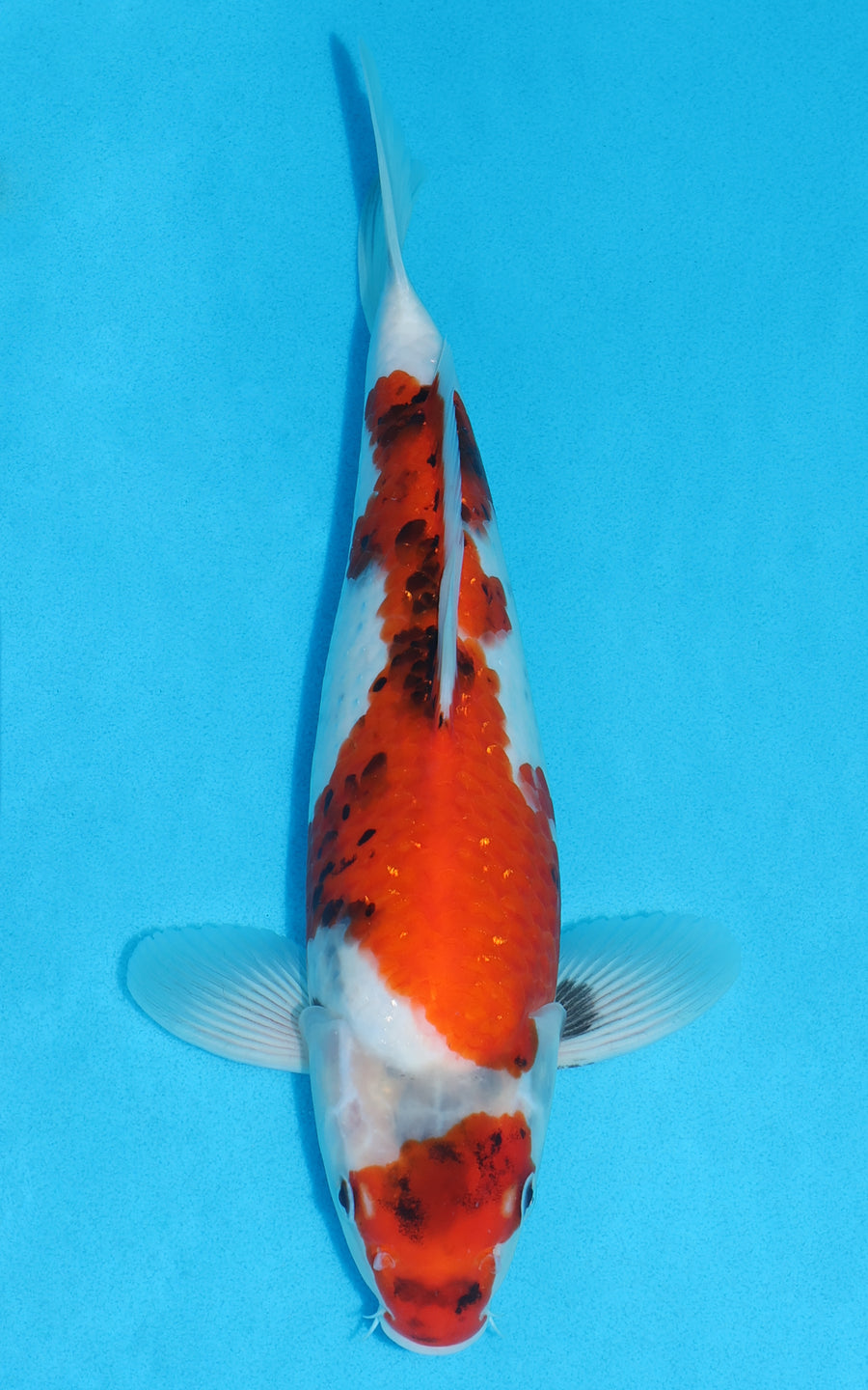 Showa - 34cm REF:19524