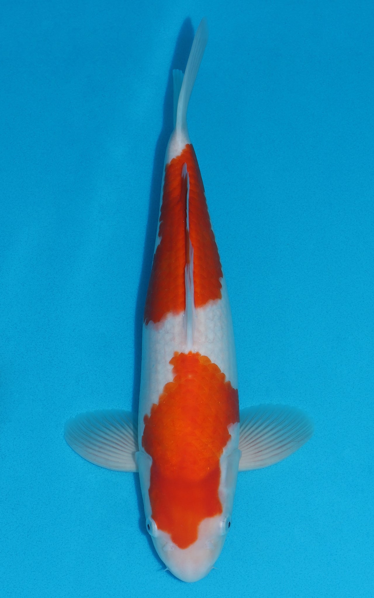 Kohaku - 41cm REF:29014