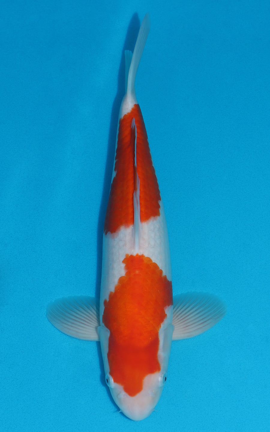Kohaku - 41cm REF:29014