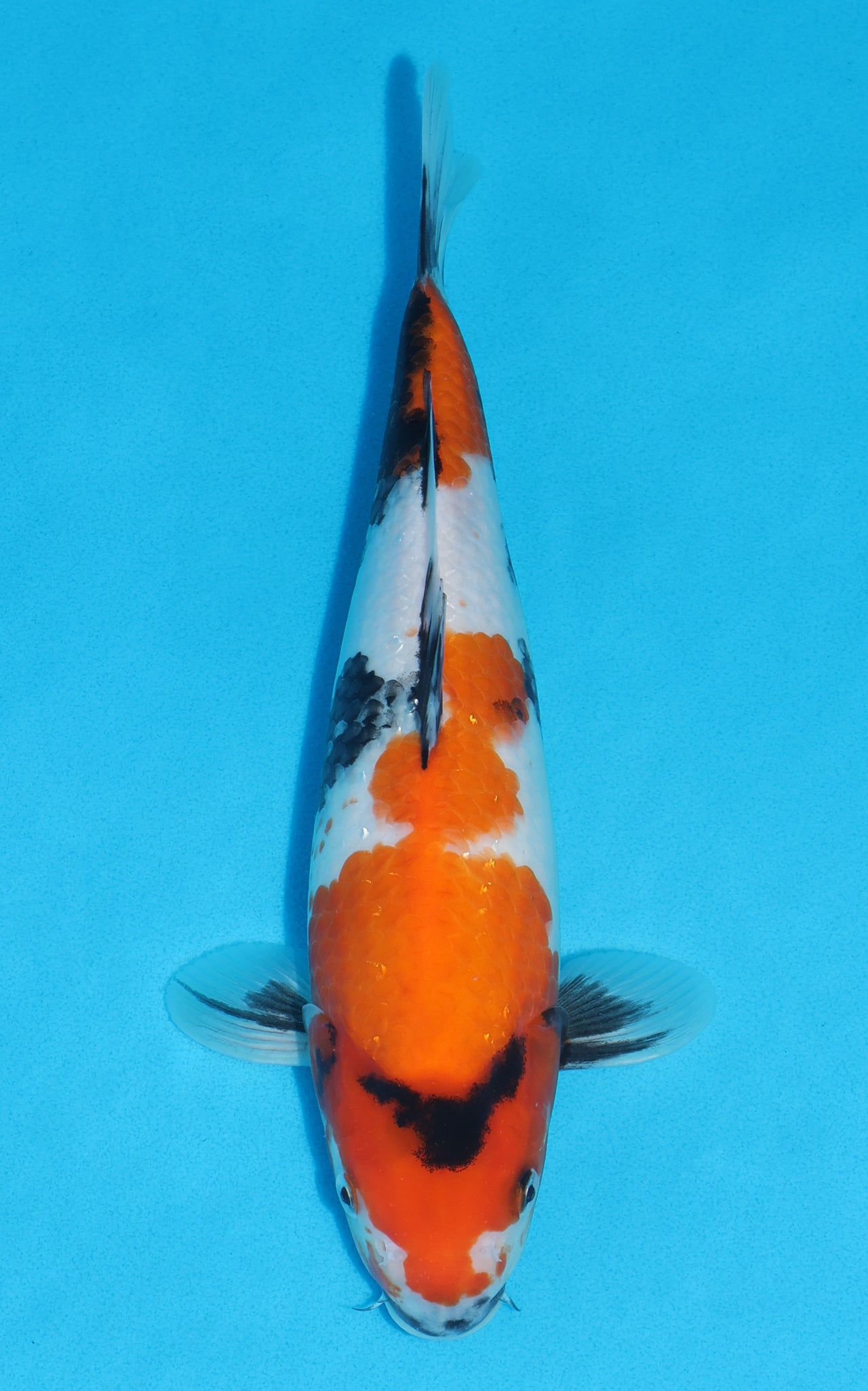 Showa - 32cm REF:19525