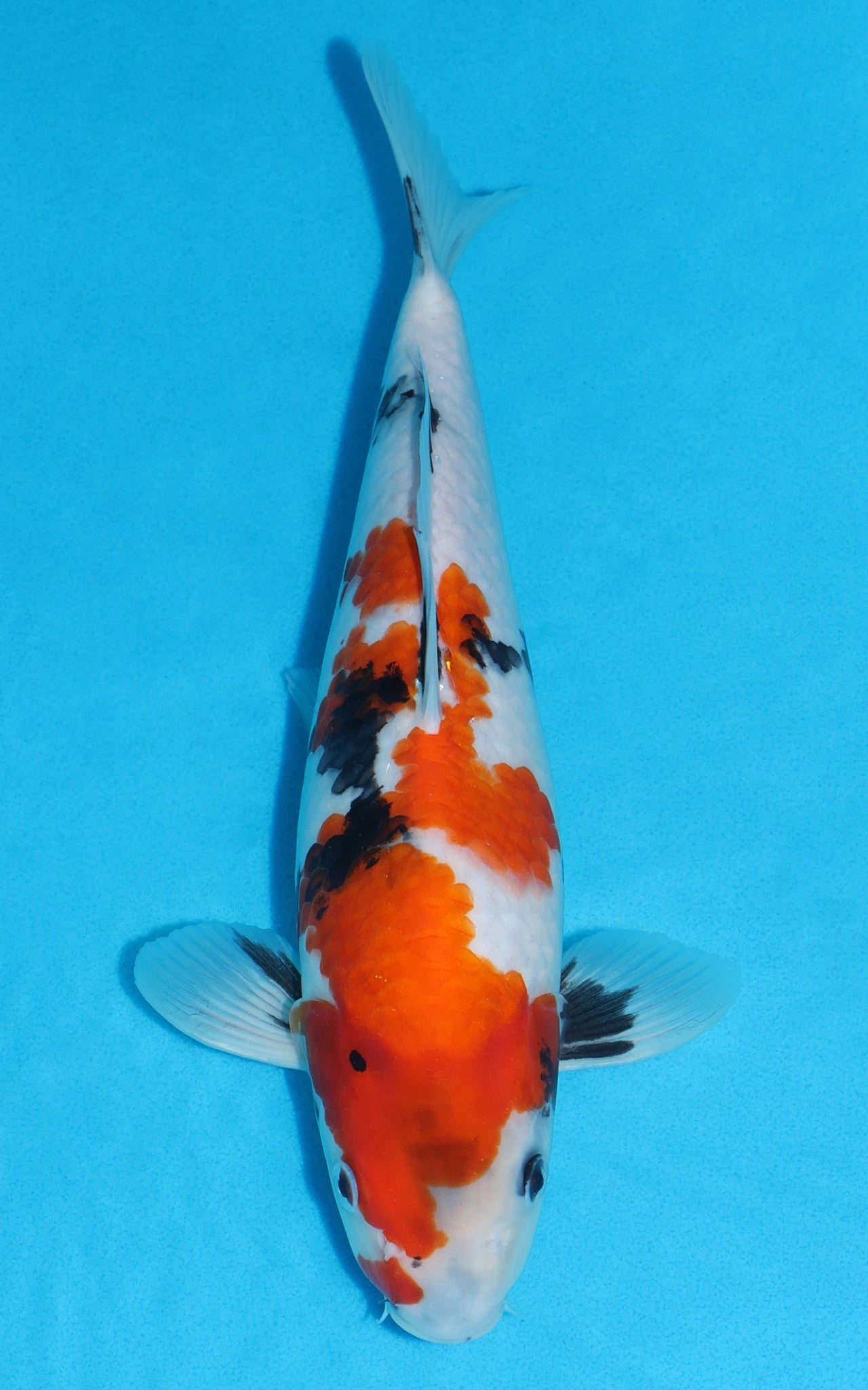 Showa - 32cm REF:19526