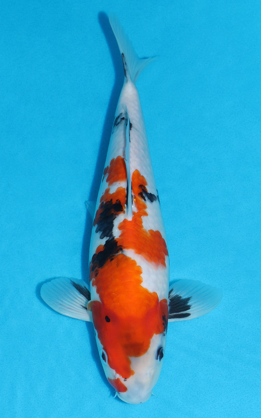 Showa - 32cm REF:19526