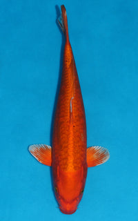 Thumbnail for Aragoke Orenji Ogon - 39cm REF:29068