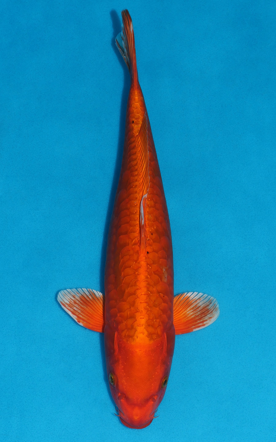 Aragoke Orenji Ogon - 39cm REF:29068