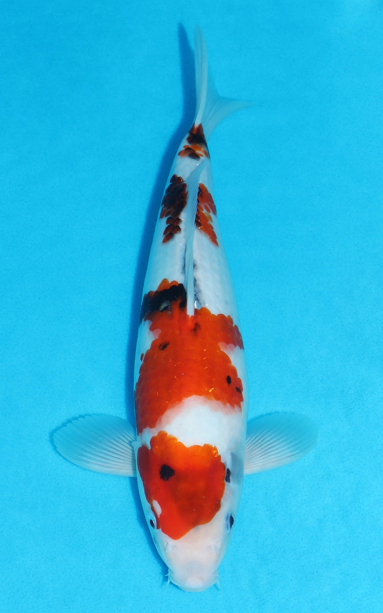 Showa - 32cm REF:19527