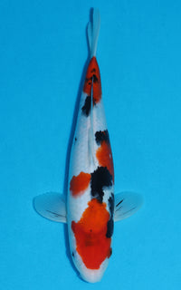 Thumbnail for Sanke - 35cm REF:29007