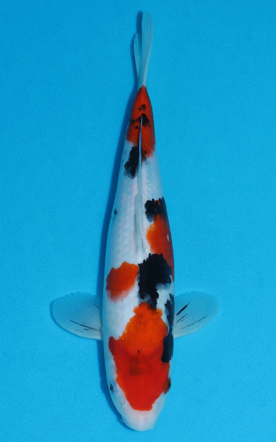 Sanke - 35cm REF:29007