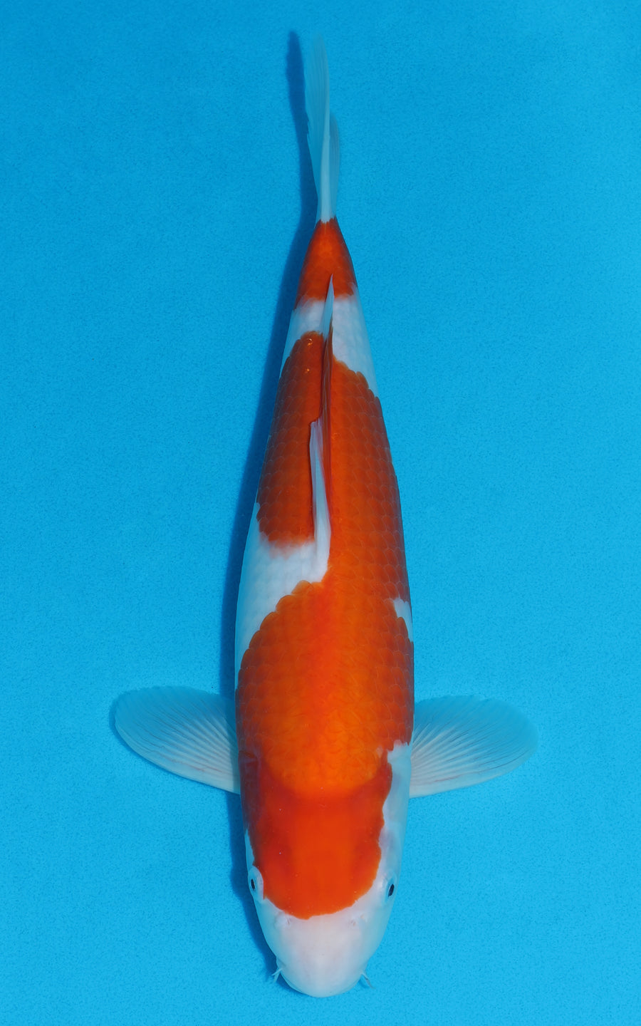 Kohaku - 37cm REF:29035