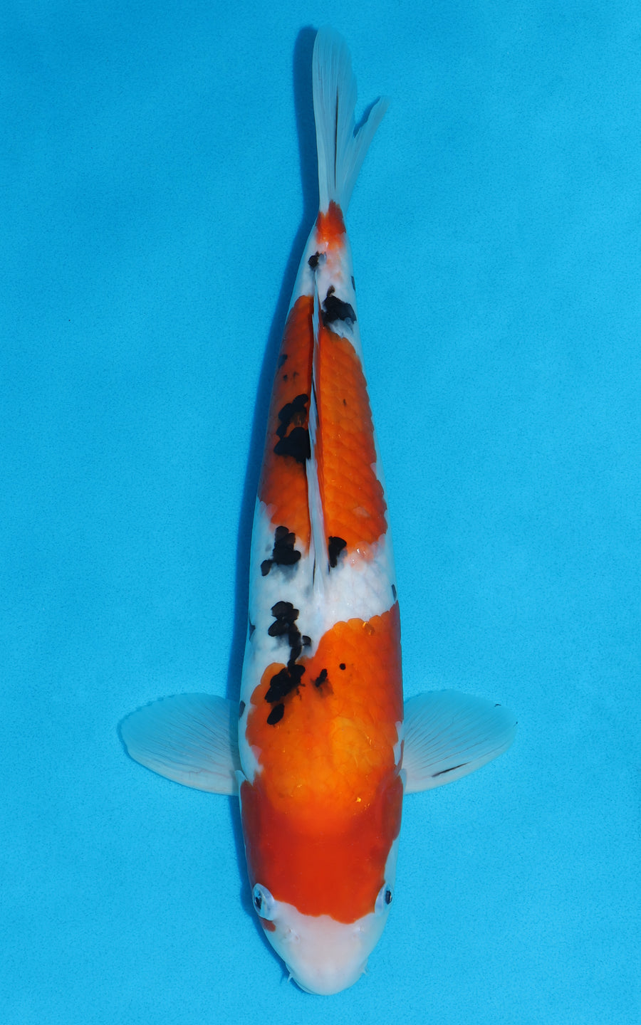 Sanke - 40cm REF:29075