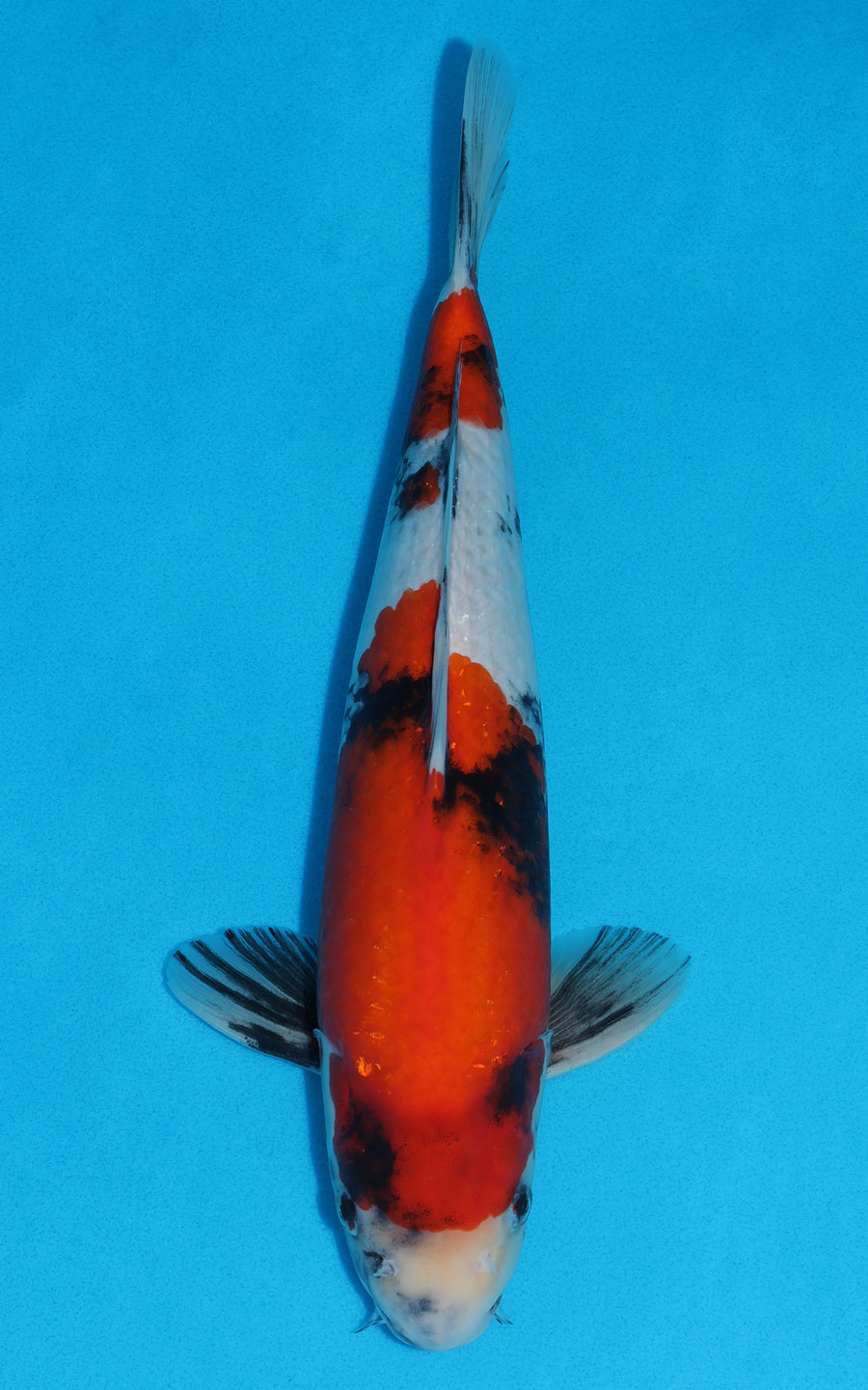 Showa - 37cm REF:29071