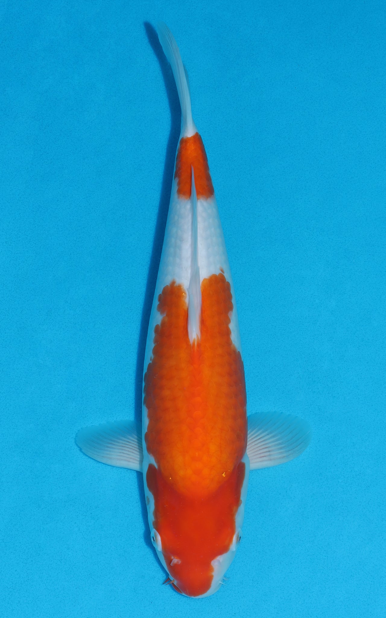 Kohaku - 39cm REF:29051