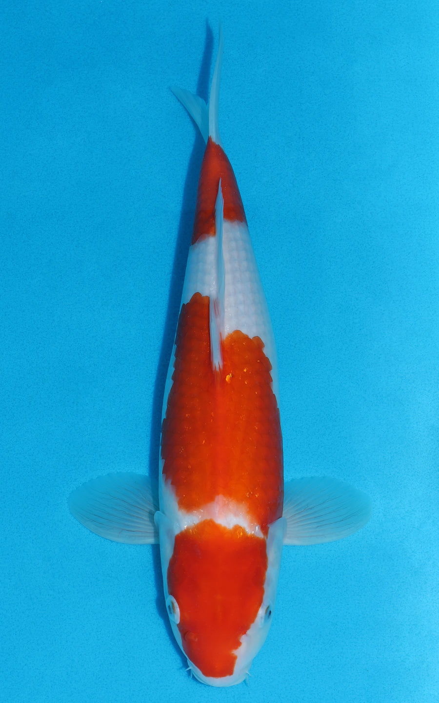 Kohaku - 37cm REF:29018