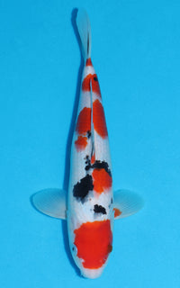 Thumbnail for Maruten Sanke - 34cm REF:29005