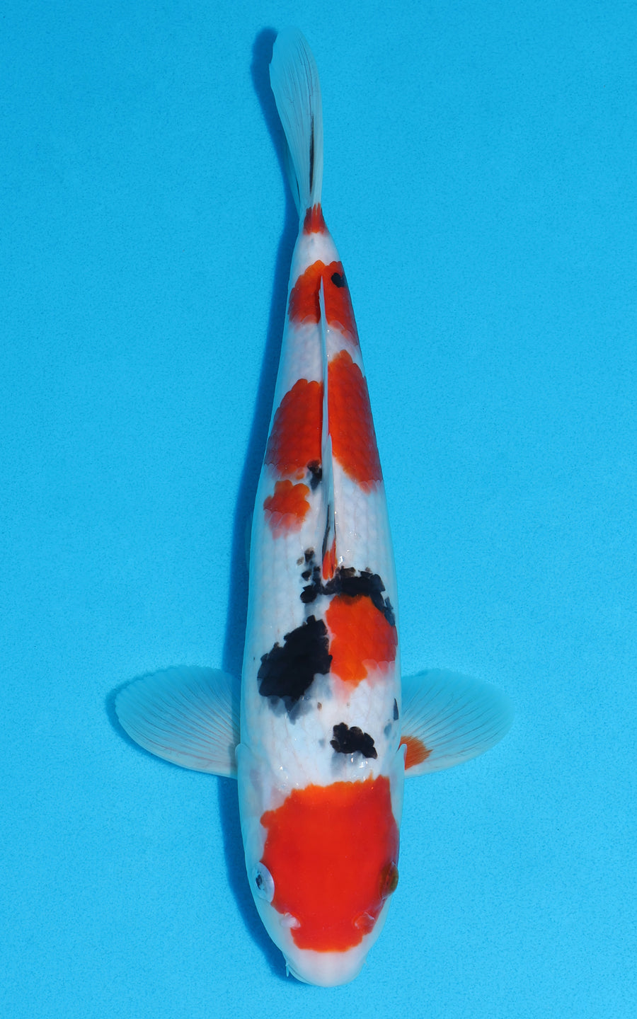 Maruten Sanke - 34cm REF:29005