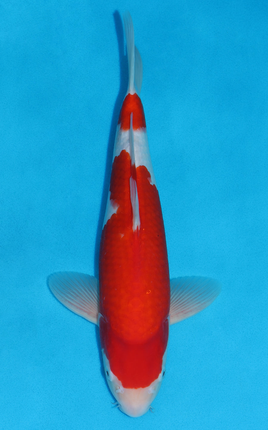 Kohaku - 36cm REF:29062