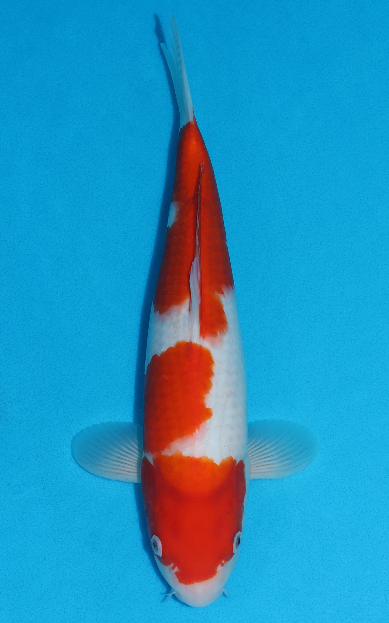 Kohaku - 36cm REF:29032