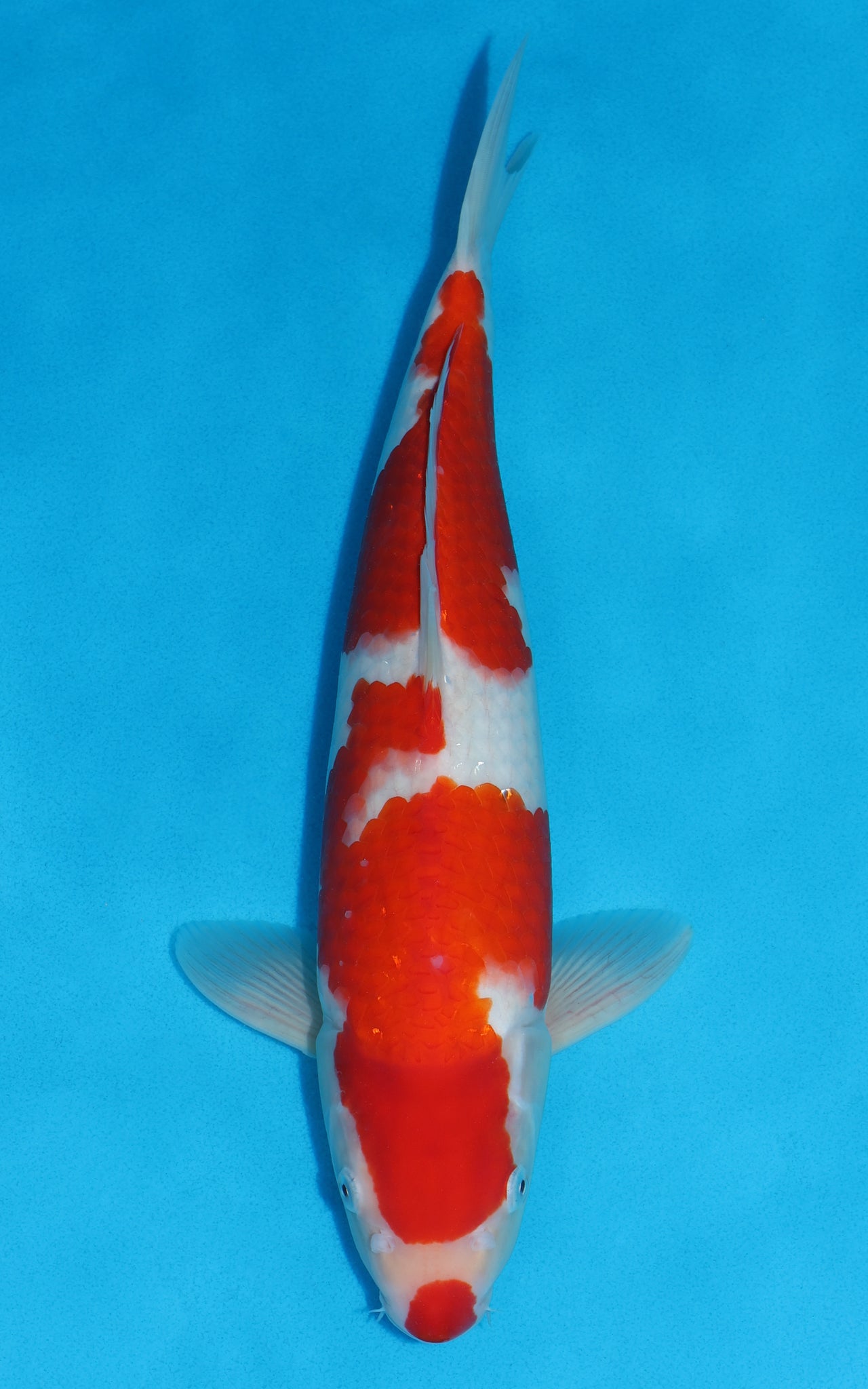 Kohaku - 40cm REF:39062