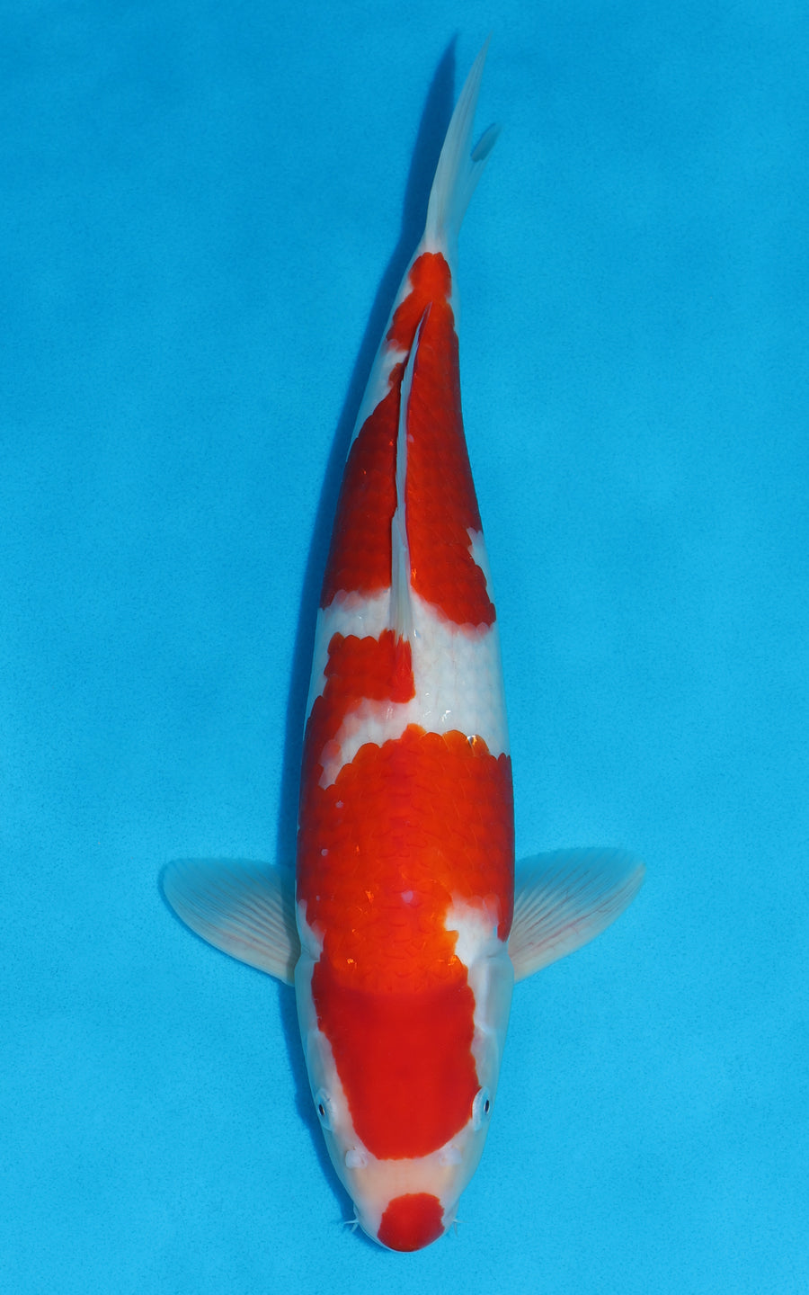 Kohaku - 40cm REF:39062