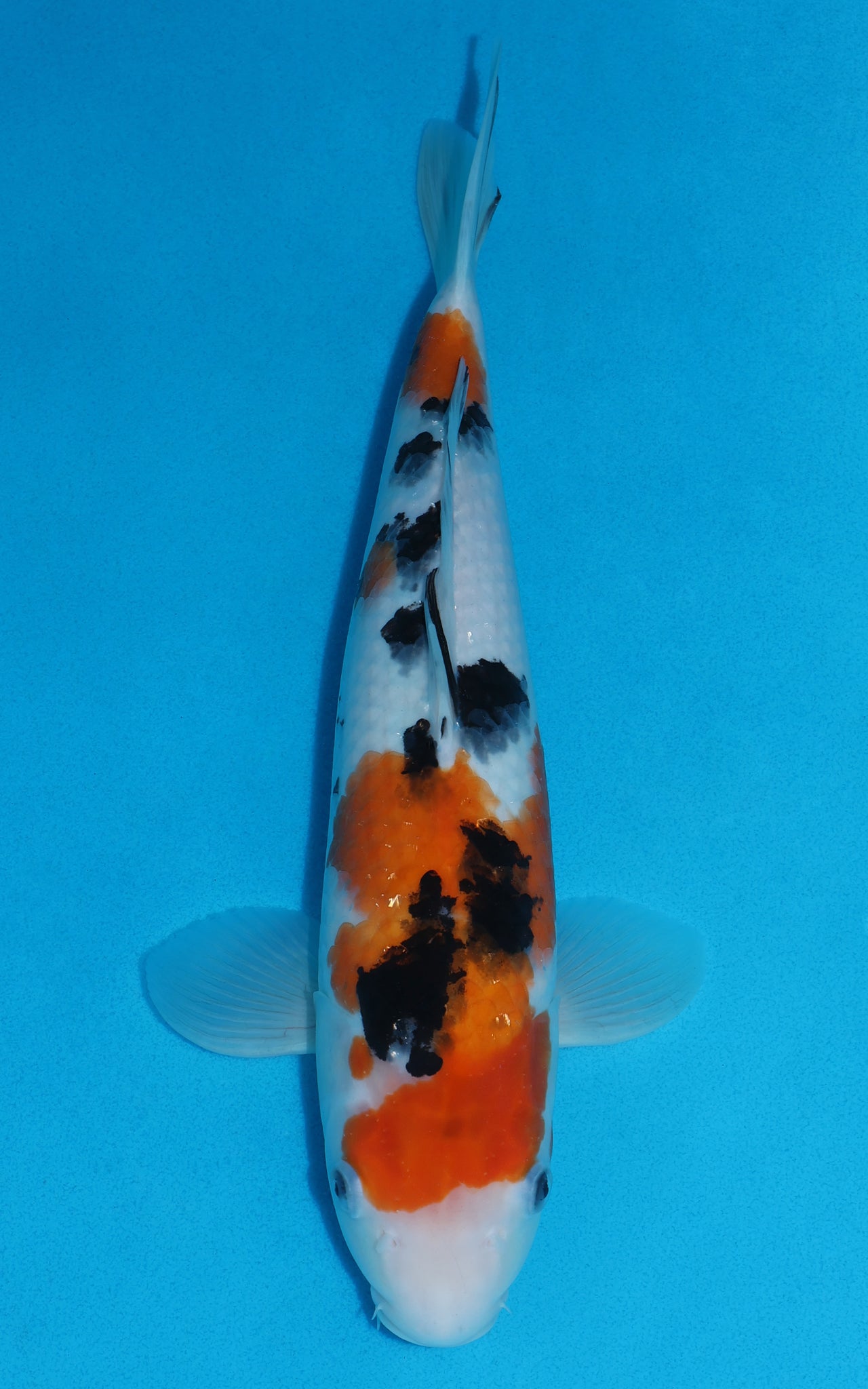 Sanke - 39cm REF:29020