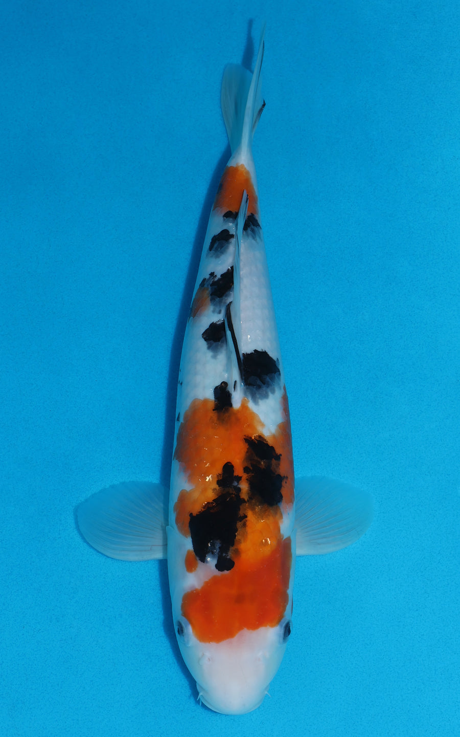 Sanke - 39cm REF:29020