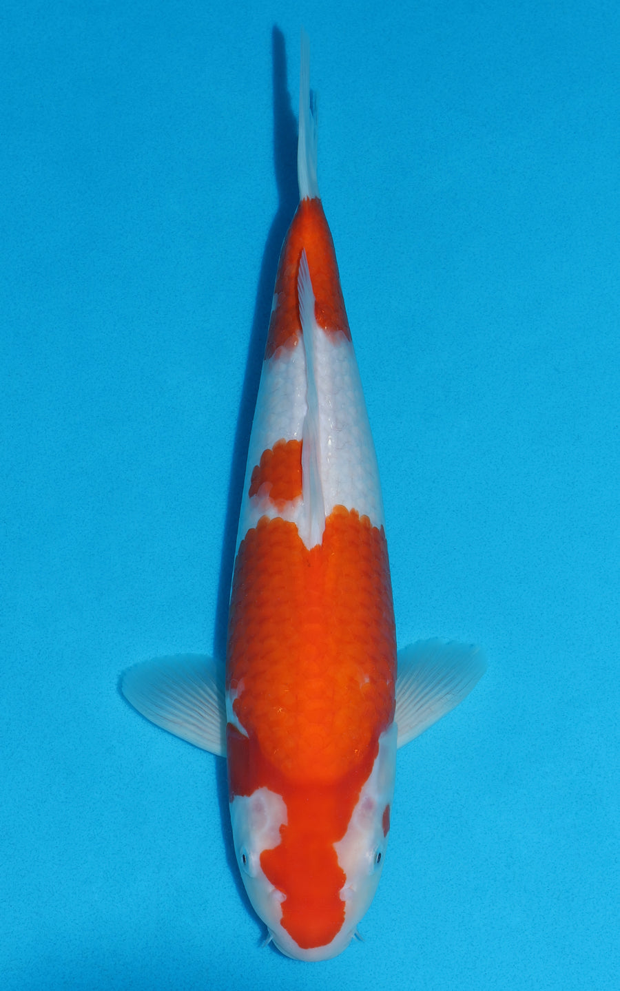 Kohaku - 37cm REF:29072