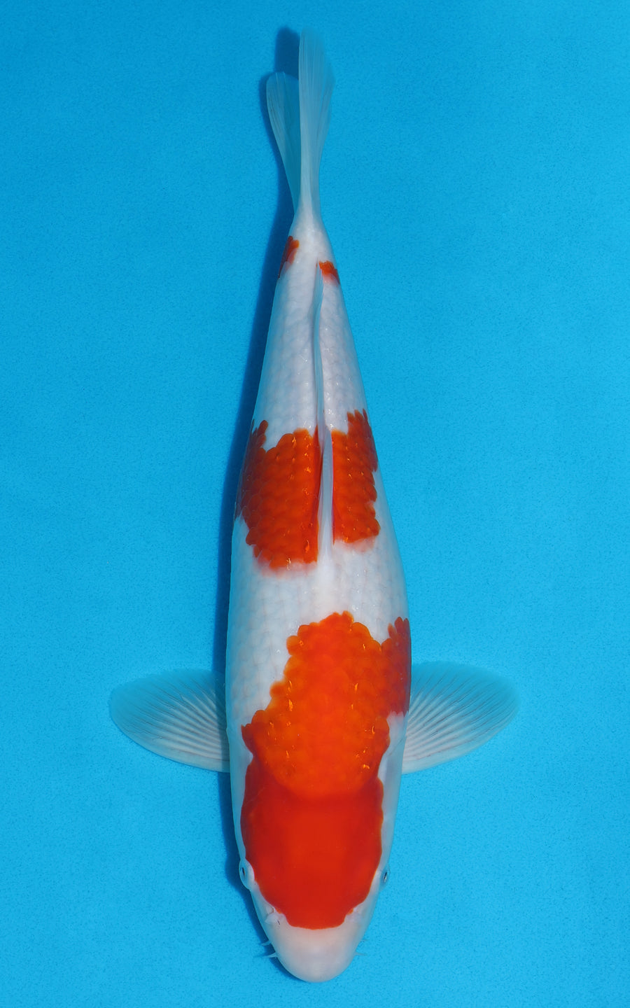 Kohaku - 38cm REF:29029