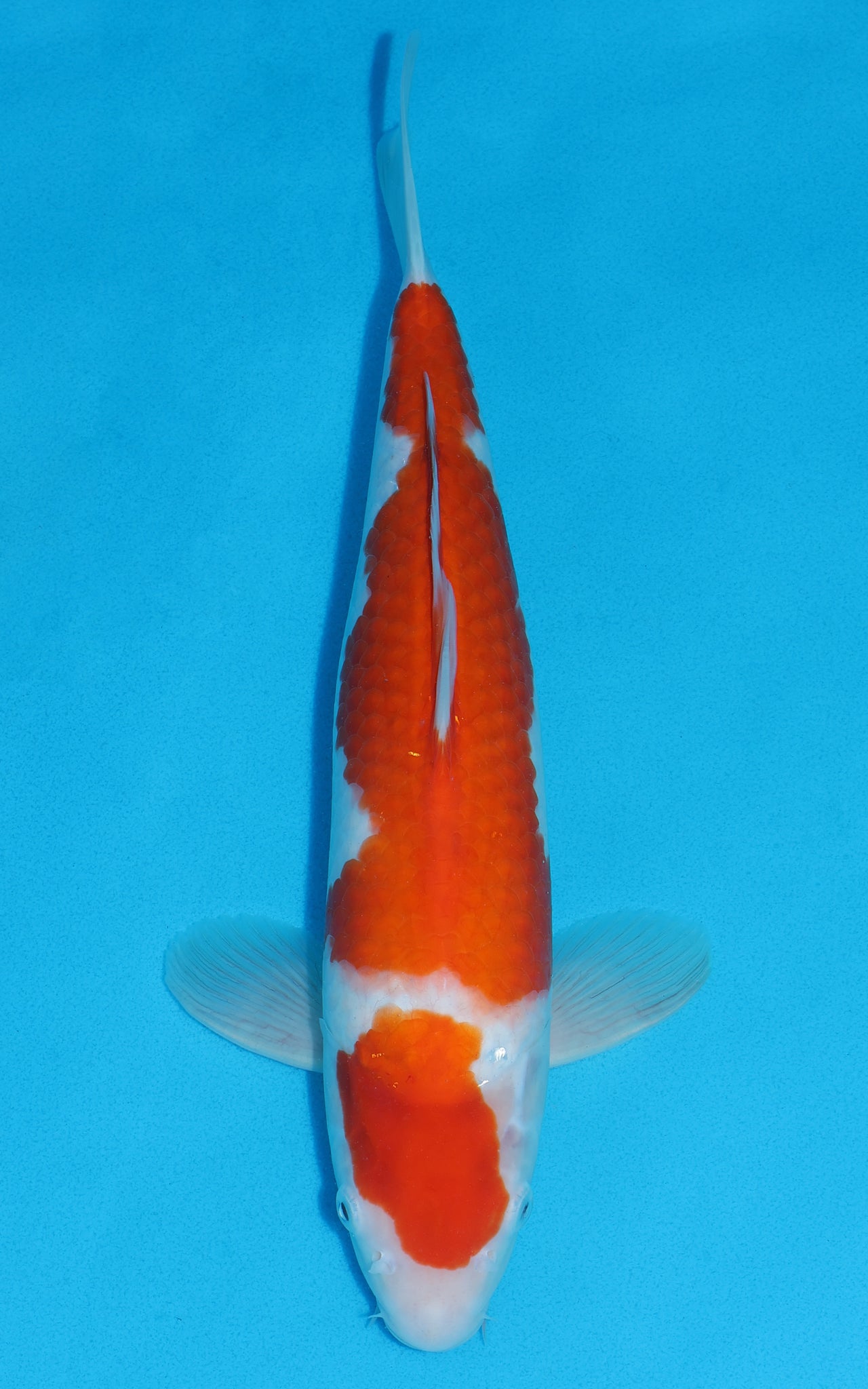 Kohaku - 39cm REF:29015
