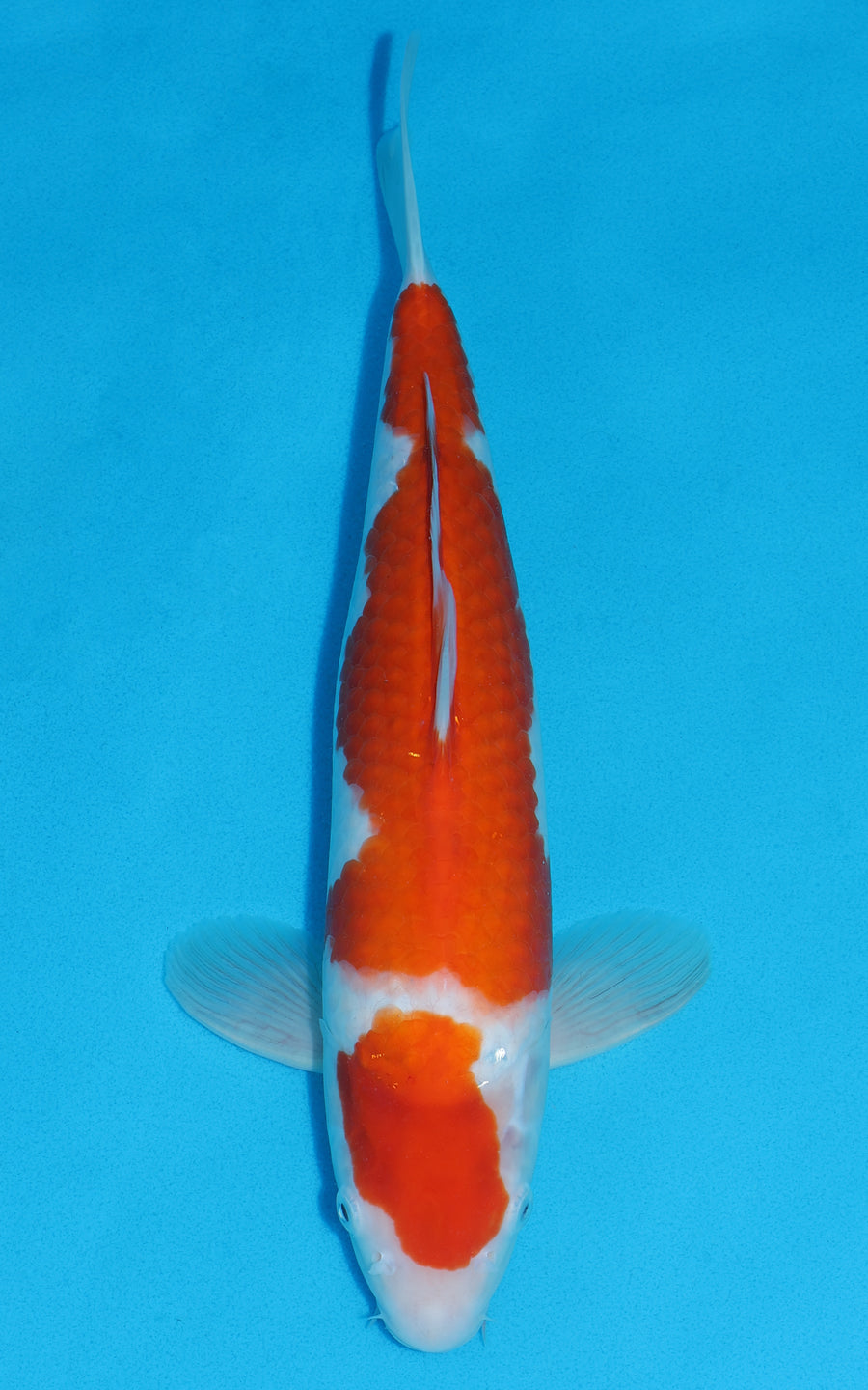 Kohaku - 39cm REF:29015