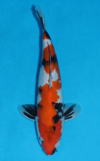 Thumbnail for Showa - 36cm REF:29009