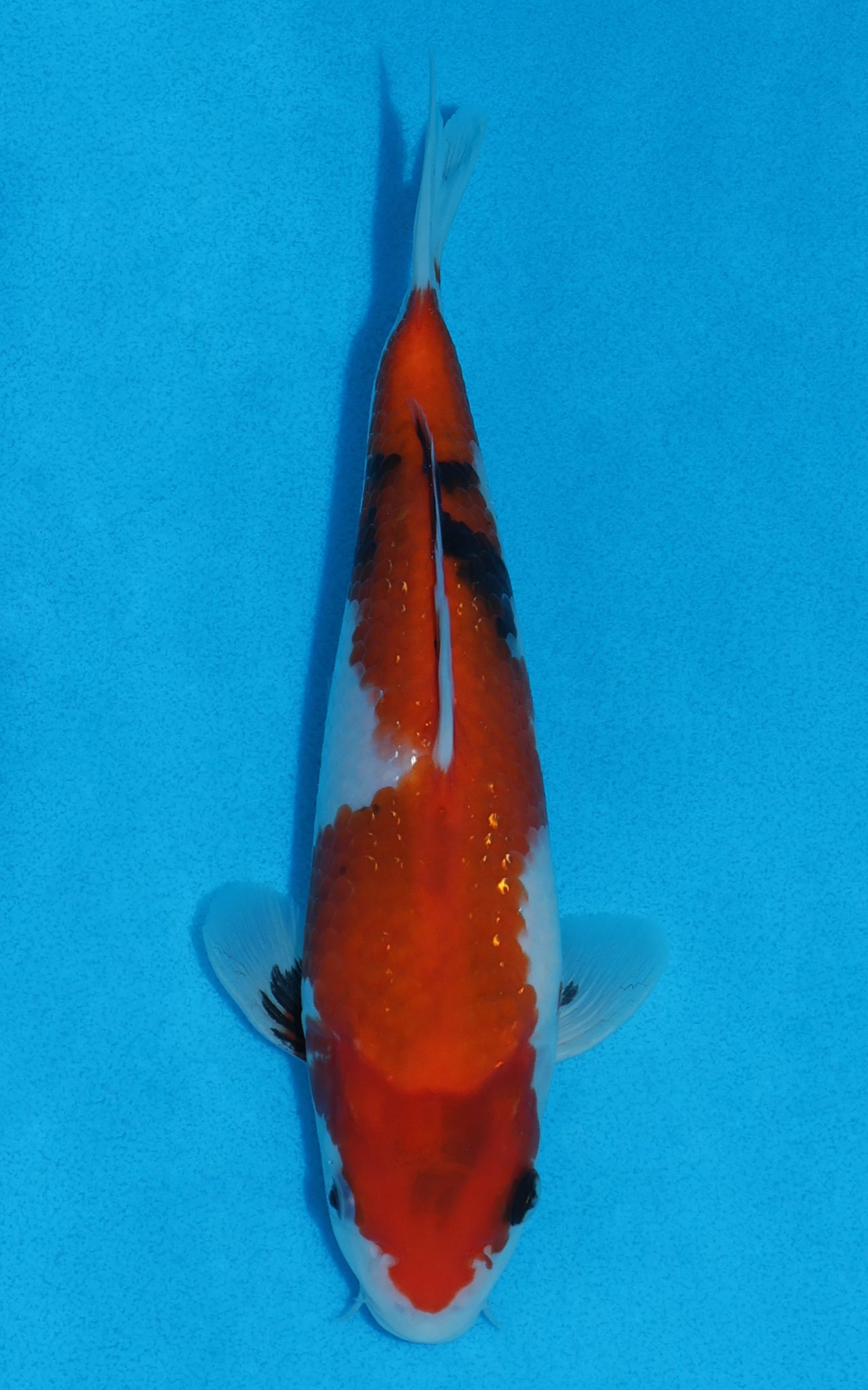 Showa - 23cm REF:70051