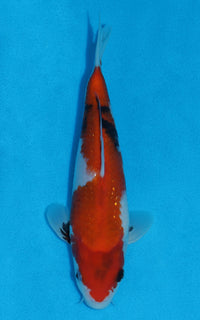 Thumbnail for Showa - 23cm REF:70051