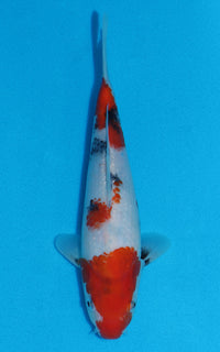 Thumbnail for Showa - 24cm REF:70037