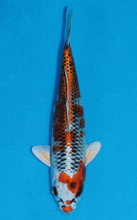 Thumbnail for Kujaku - 21cm REF:70042