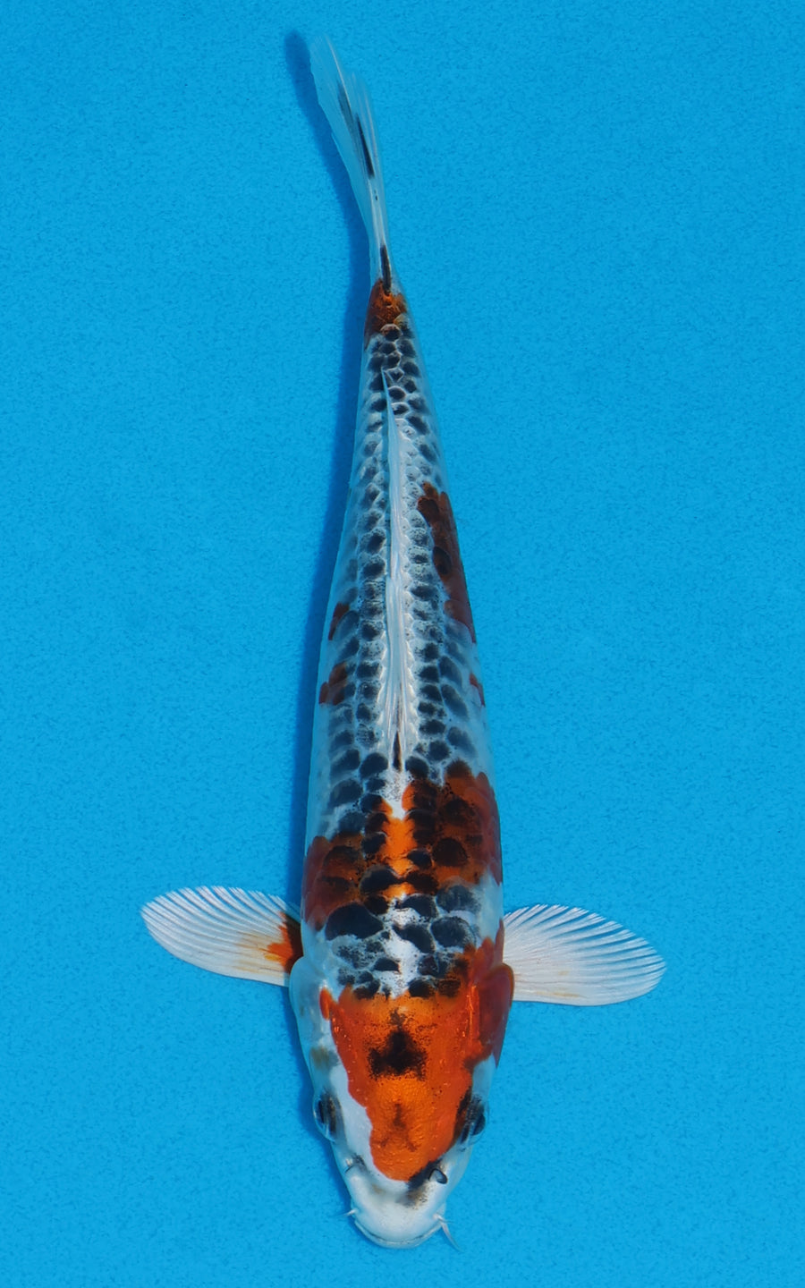 Aragoke Kujaku - 22cm REF:70086