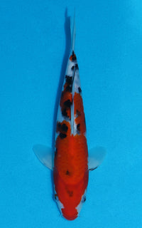 Thumbnail for Sanke - 23cm REF:70063