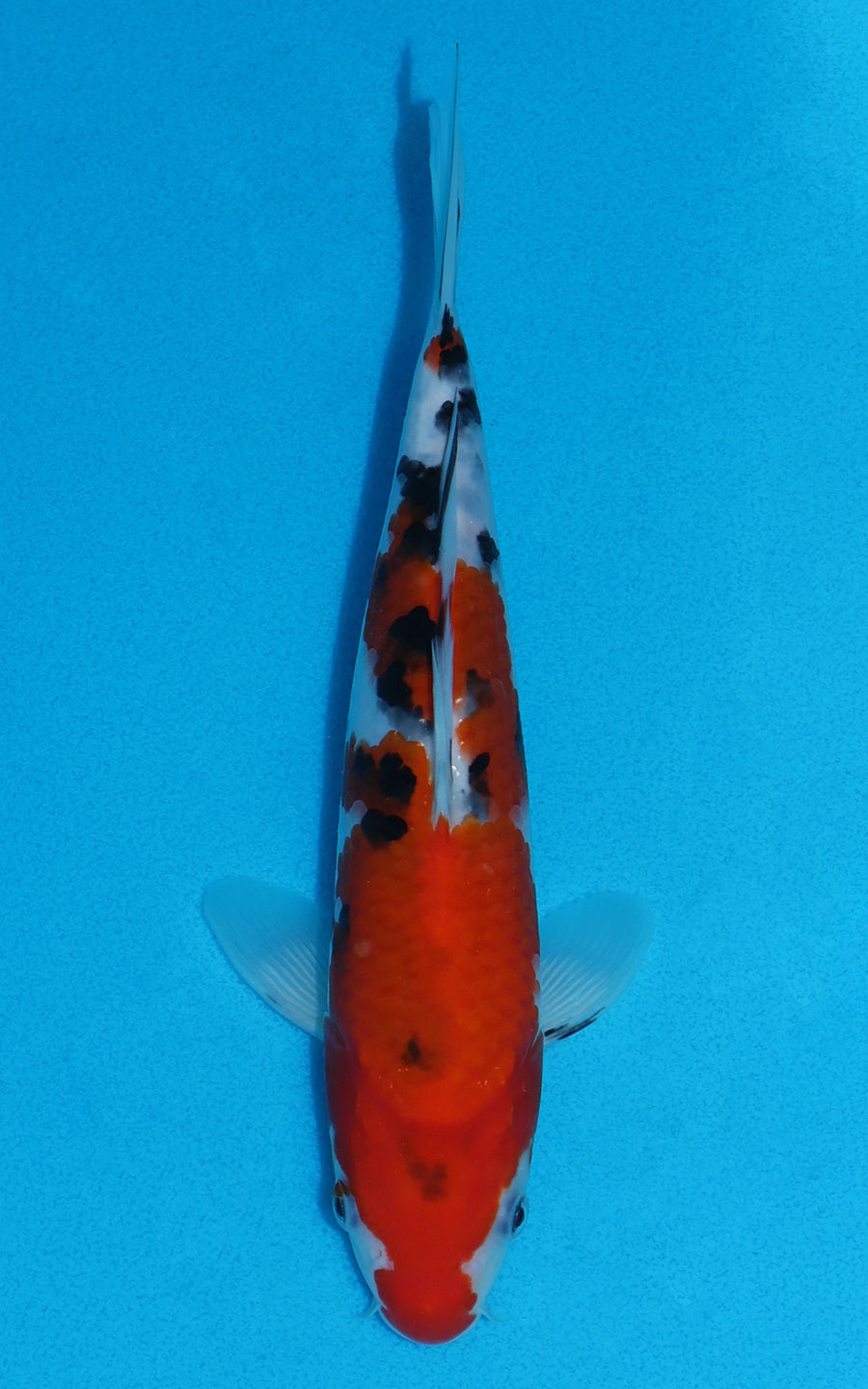 Sanke - 23cm REF:70063